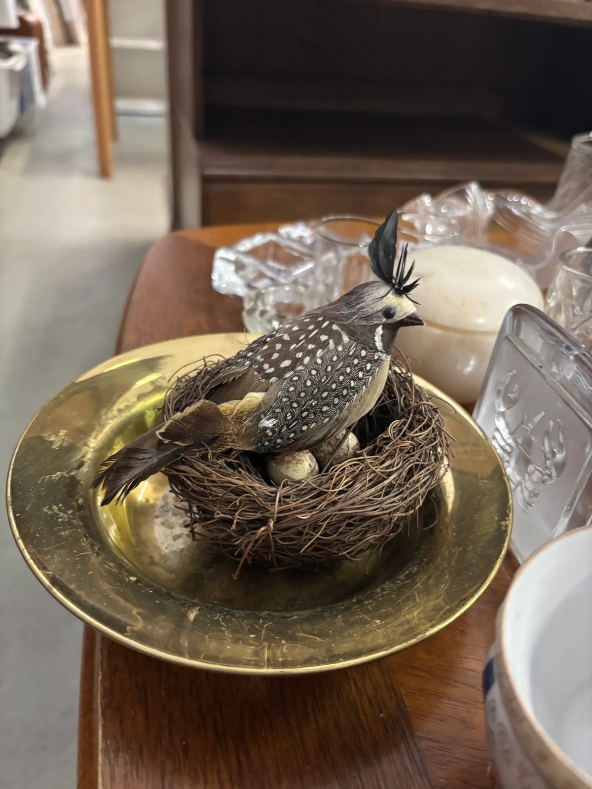 Putns ar olām un visu ligzdu komplektā, gandrīz kā dzīvs. Bet nav. 1€ #izbāzenis #taxidermy in Sigulda